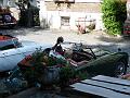 Chat. Bleu 2017_(113)